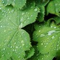 Alchemilla et gouttes